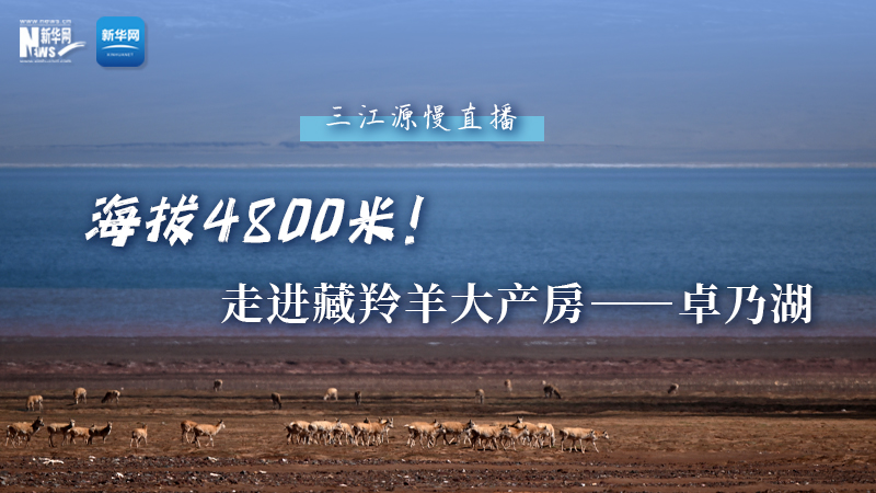 大美中國(guó)｜海拔4800米！走進(jìn)藏羚羊大產(chǎn)房——卓乃湖