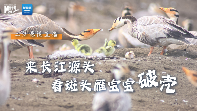 “萌主”當(dāng)家丨來(lái)長(zhǎng)江源頭，看斑頭雁寶寶破殼